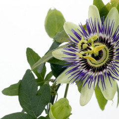 M45 (Passiflora Remix)