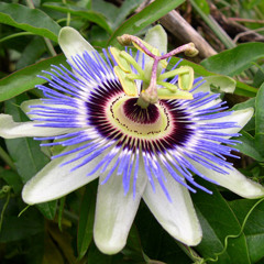 Ancantus 2 (Passiflora Noctámbula Remix)