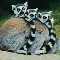 Metaphorm - Madahashkar