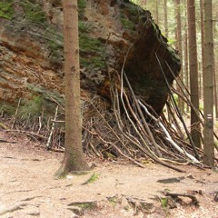 Uhorec - klacky z lesa