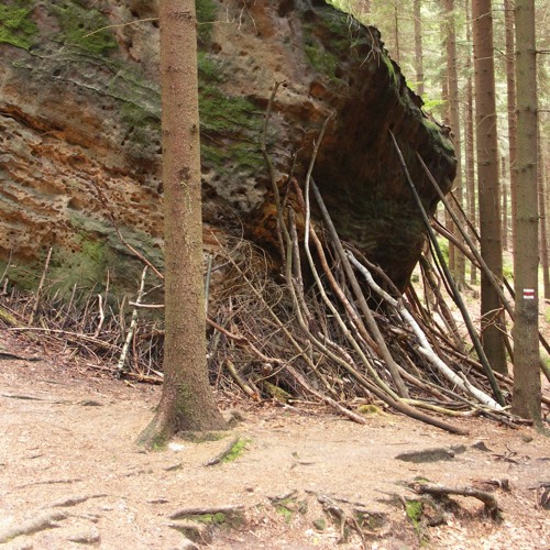 Uhorec - klacky z lesa