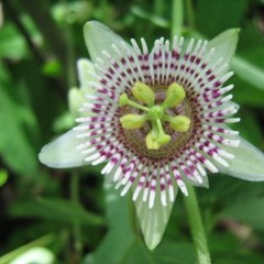 Cantera (Passiflora Relax Remix)