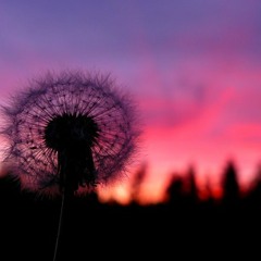 seeds of sorrow