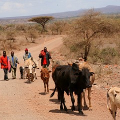 Tribe Masai shepherd - Tansania