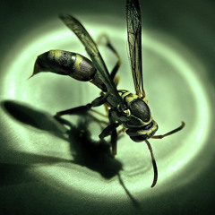 A Field of Black Orchids - Skei send