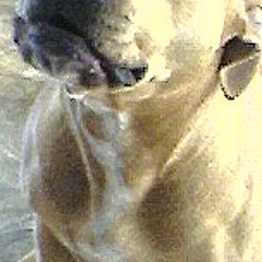 She is my music 1 abltn 2010 by J.C.R.M CARTIER