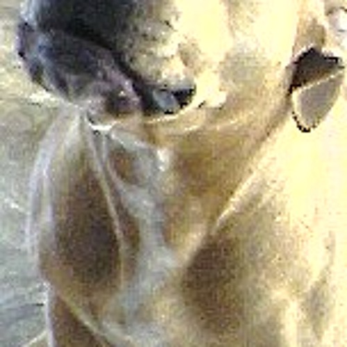 She is my music 1 abltn 2010 by J.C.R.M CARTIER