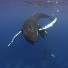 A Chorus of Humpback Whales