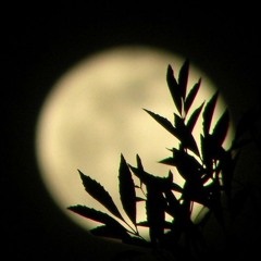 bleed a river deep (ed harcourt cover)