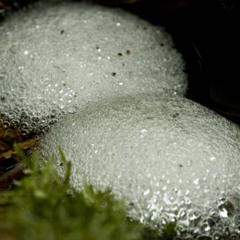 Dinden National Park - frog chorus