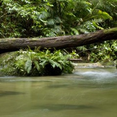 Kuranda National Park Thunder long