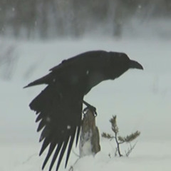 Fighting with Crows (demo)