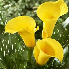 DESPERTARAMERICOMARTINEZ