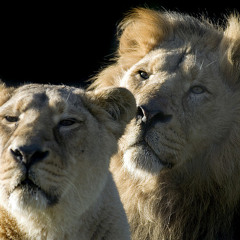 Eric Prydz  Vs.  Pantha du Prince - Asha in 1983 (misterkitin's Mashup)