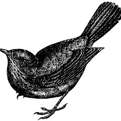 Blackbird (Beatles Cover)