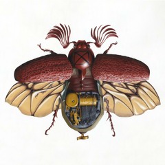 Zephyr Nova - June Bug