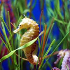 Seahorse Universe