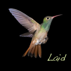 Laid