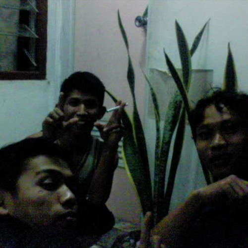 Steven n coconut trees