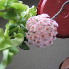 Freebird (A Capella Lynyrd Skynyrd cover))