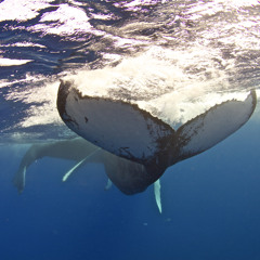 A Humpback Virtuoso