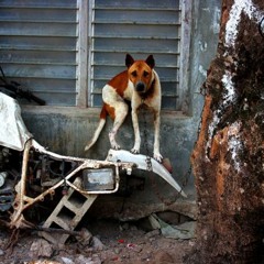 The Figure of Speech