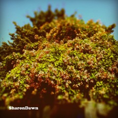 Come to Me - SharonDawn