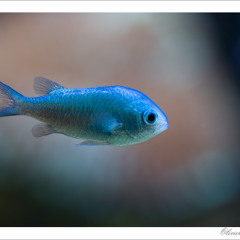 IMAD . poisson bleu.