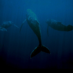 Ultrathoughts From Infraworld f. Lu