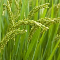 เอิ้นฟ้าสู่ขวัญข้าว the rice offering welcomes back