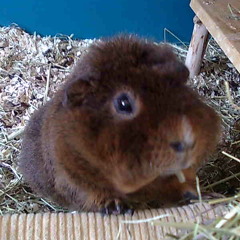 Scanner [Metal Remix]