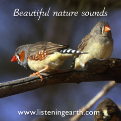 Zebra Finches in the outback