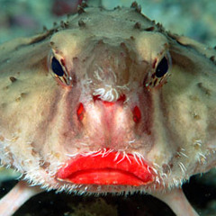 Ugly Fish