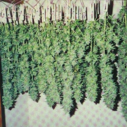 Stream Stroke the Furry Wall by Icing Suga Listen online for free on