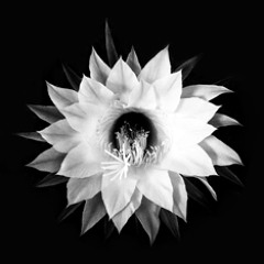 The Way I Live My Life (Sample)