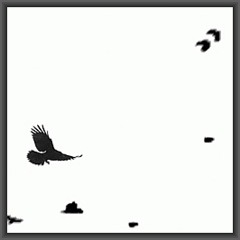 Crows, Berlin