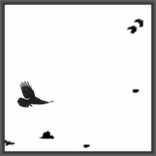 Crows, Berlin