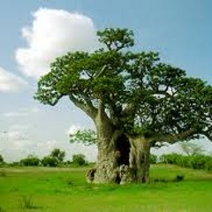 Baobab