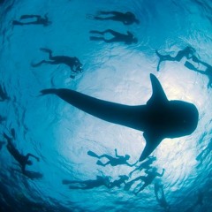 The torch - the abyss [dubplate]