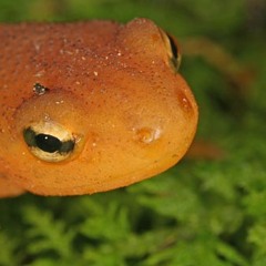 Eye of Newt