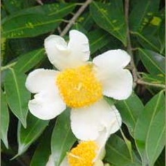 Aung Thu