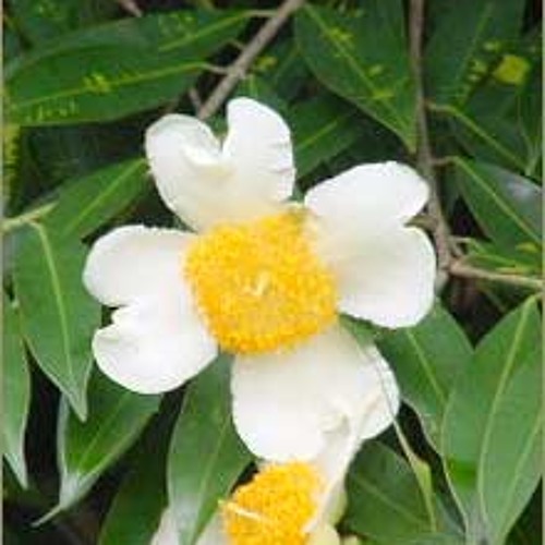 ထူးအိမ္သင္ − ေႏြဦးကံ့ေကာ္