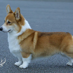 Welsh Corgi Crosses the Highway [wip/clip]
