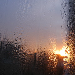 Bonzai - Shaving Disaster