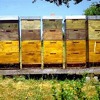 where does the honeybee live?