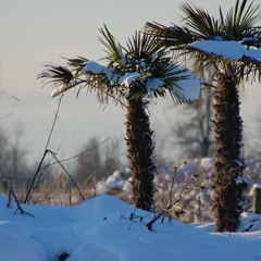 Gone Deville (not in Miami mix)