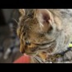 Lil B - A Cats Hart