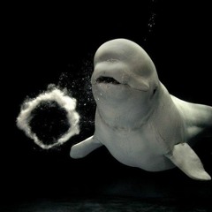 Time Goes On - Jeff Charlston