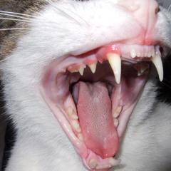 hoofangs