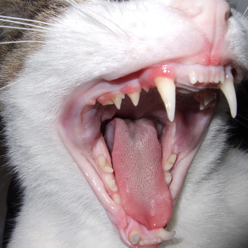 hoofangs